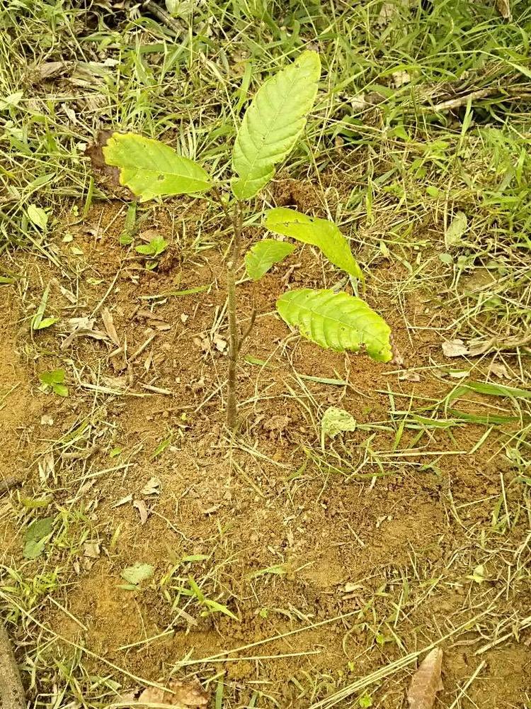 tree image