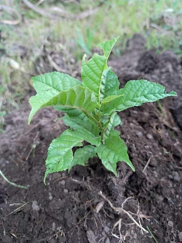 tree image