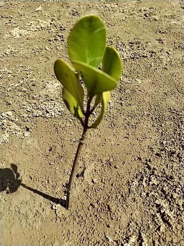 tree image