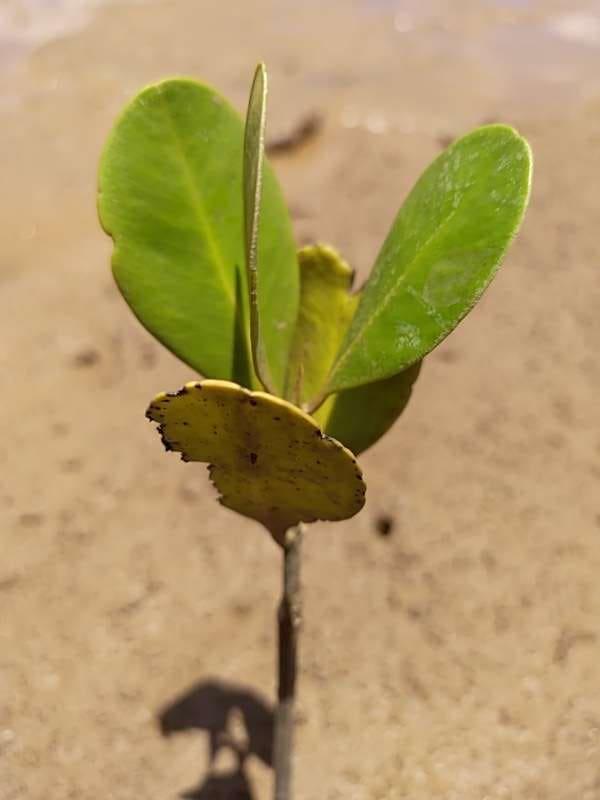 tree image