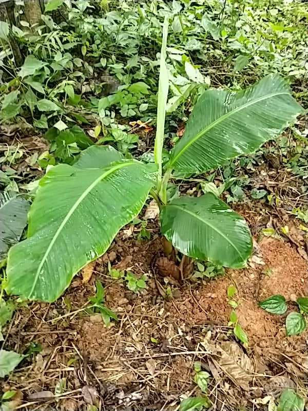 tree image