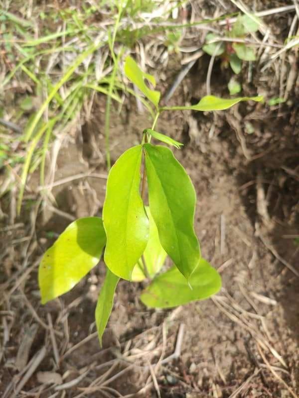 tree image
