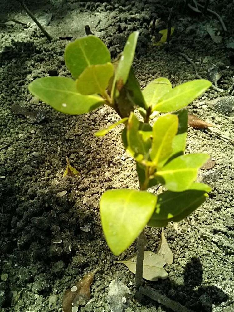 tree image