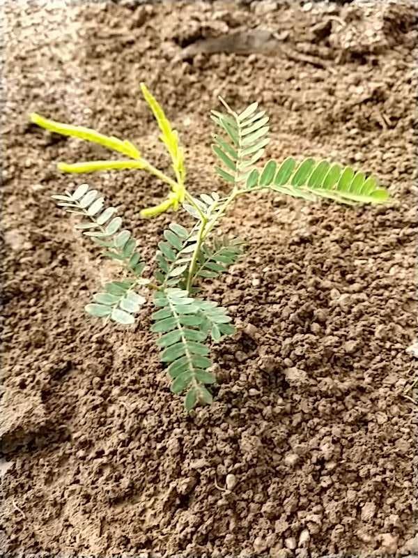 tree image