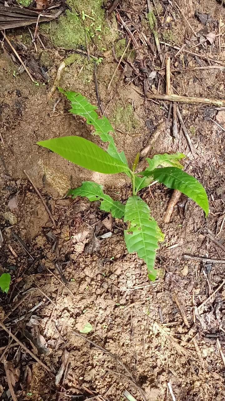 tree image