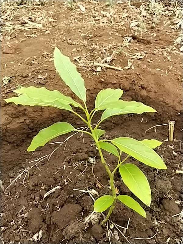 tree image