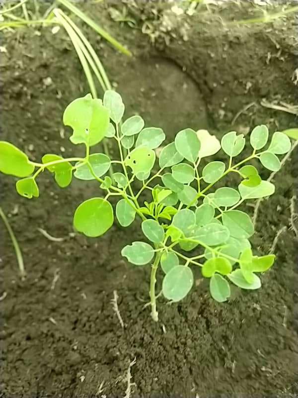 tree image
