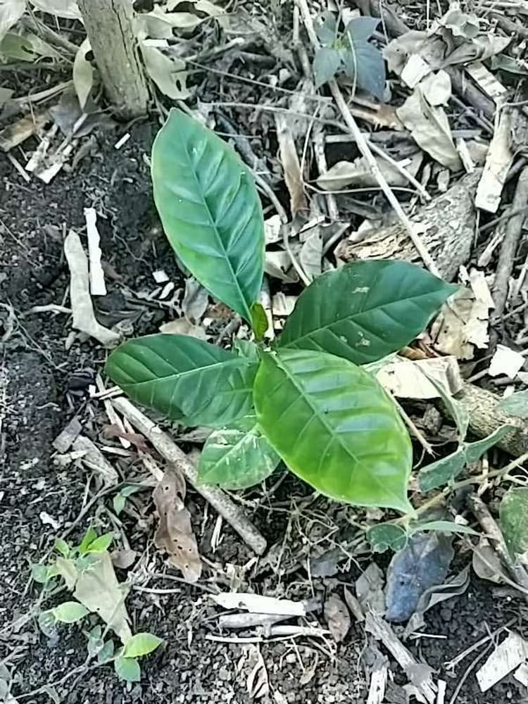 tree image