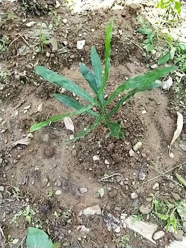 tree image