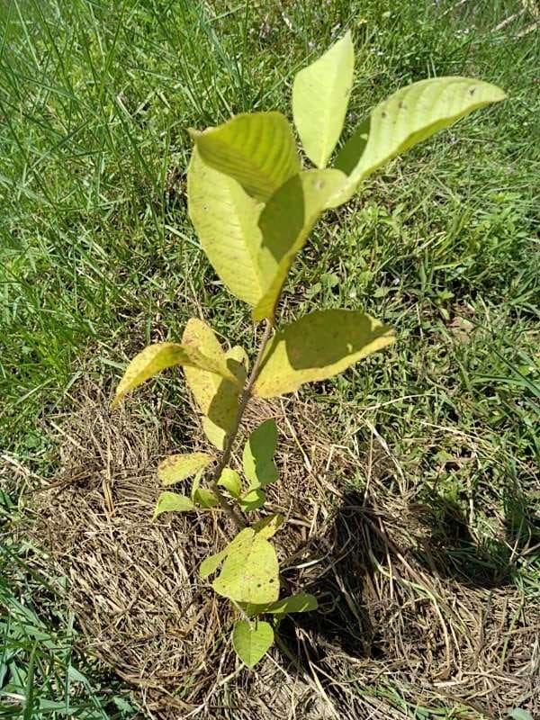 tree image