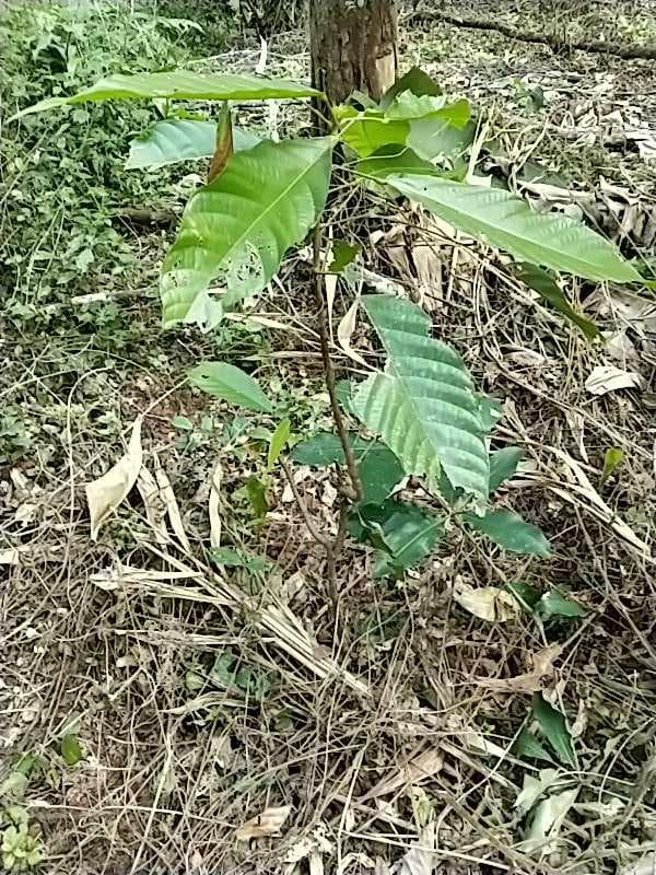 tree image