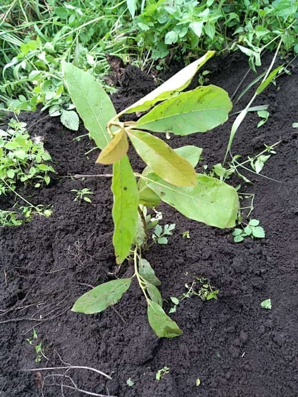 tree image