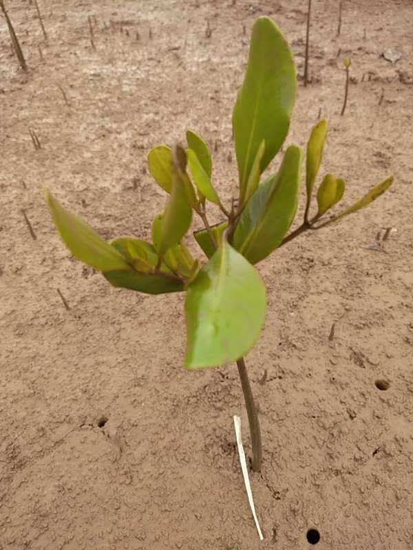 tree image