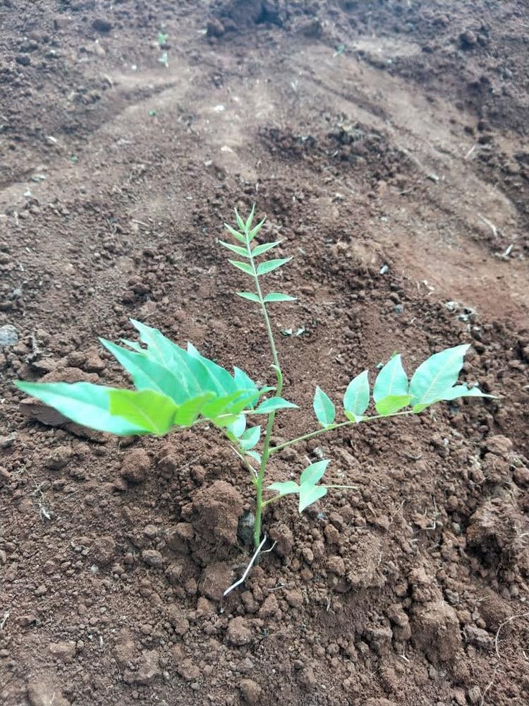 tree image