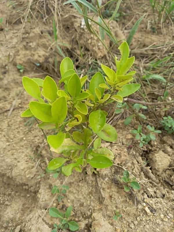 tree image