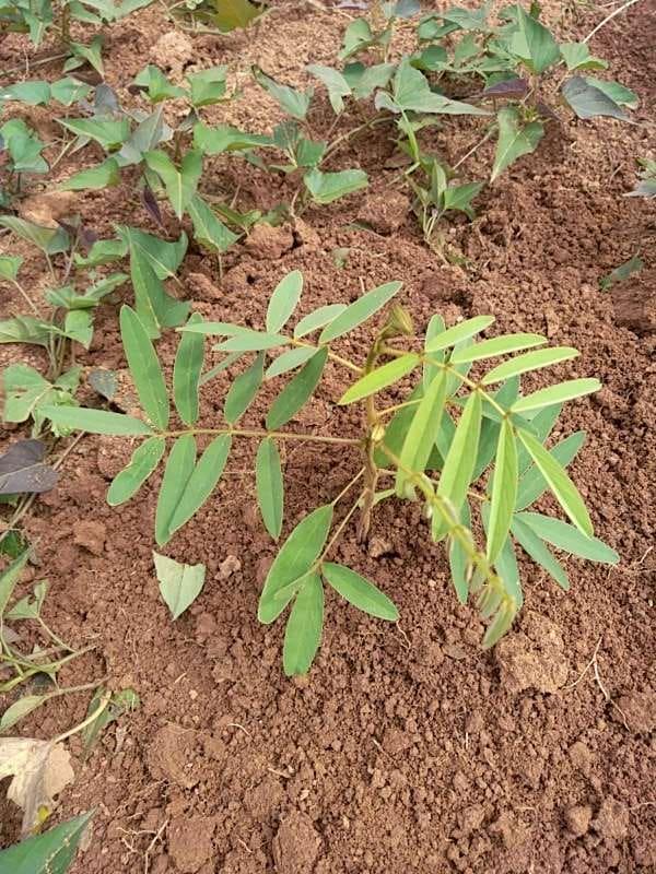 tree image