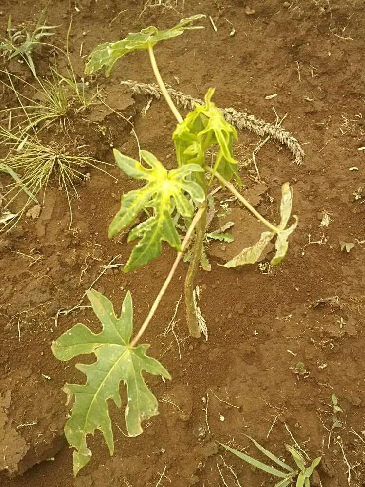 tree image