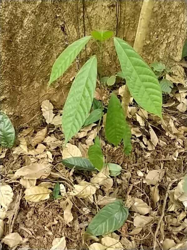 tree image