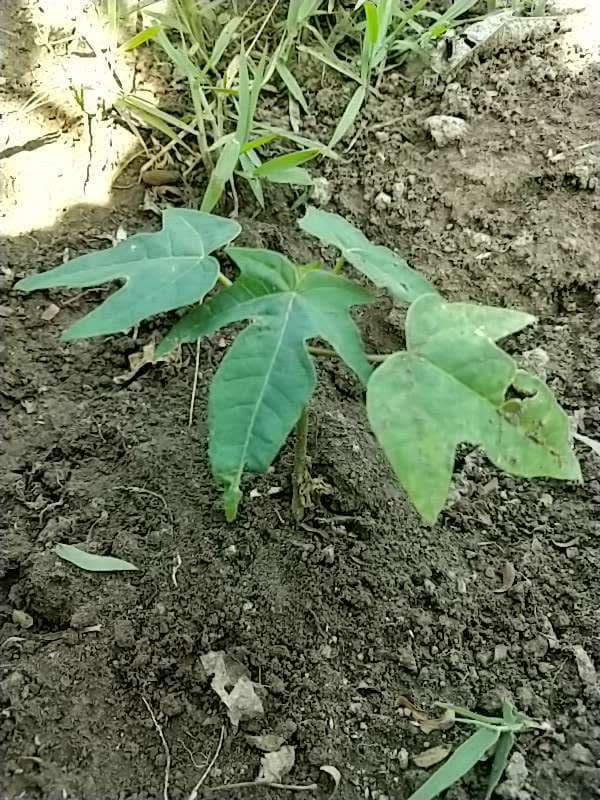 tree image