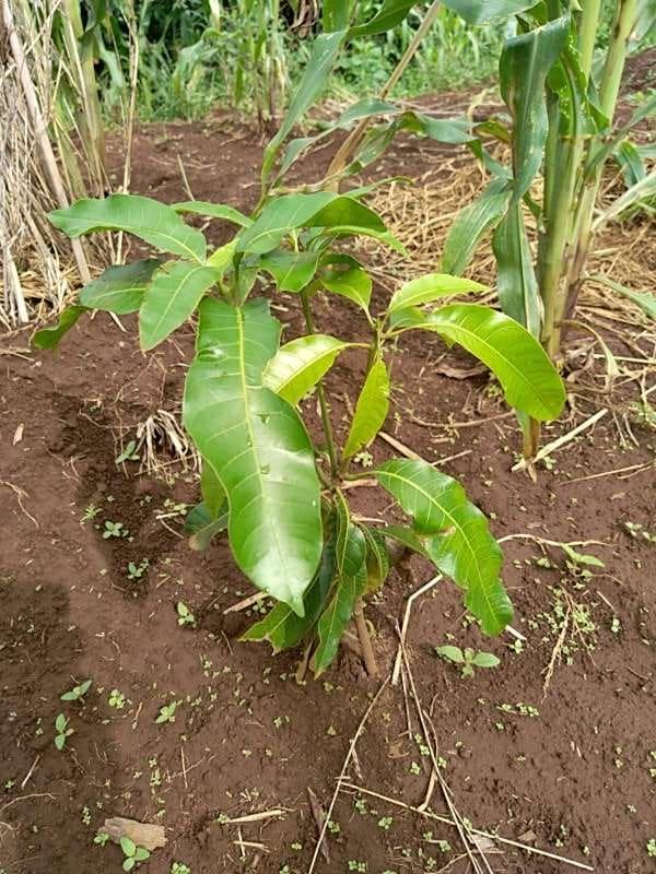 tree image
