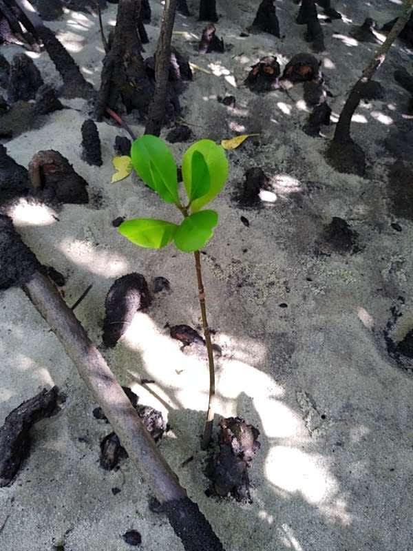tree image