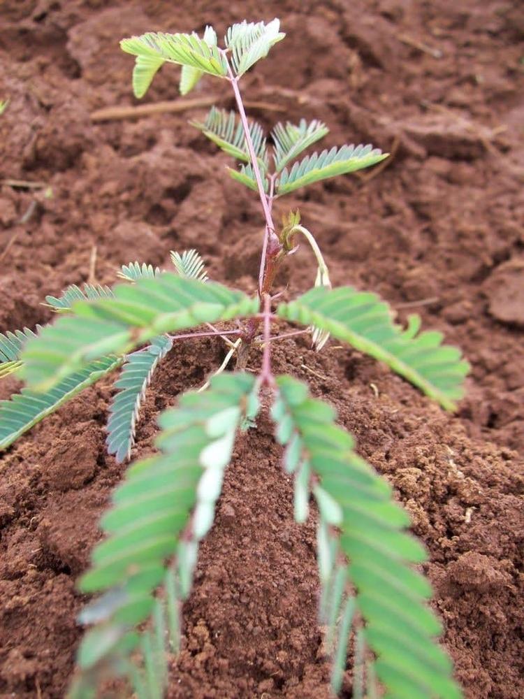 tree image