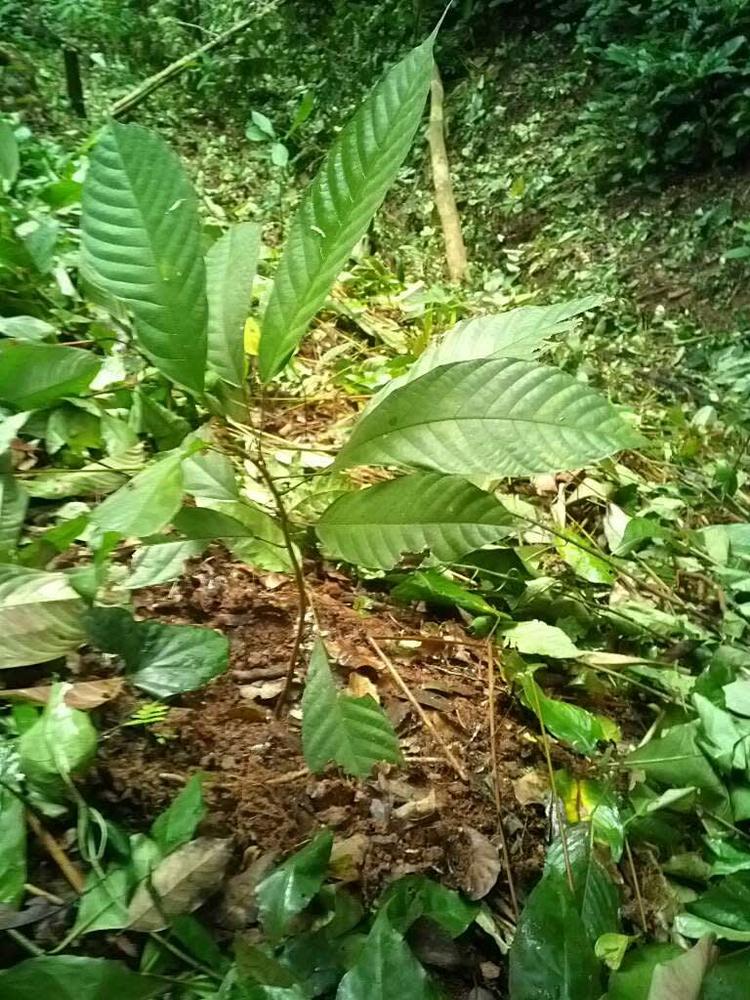 tree image