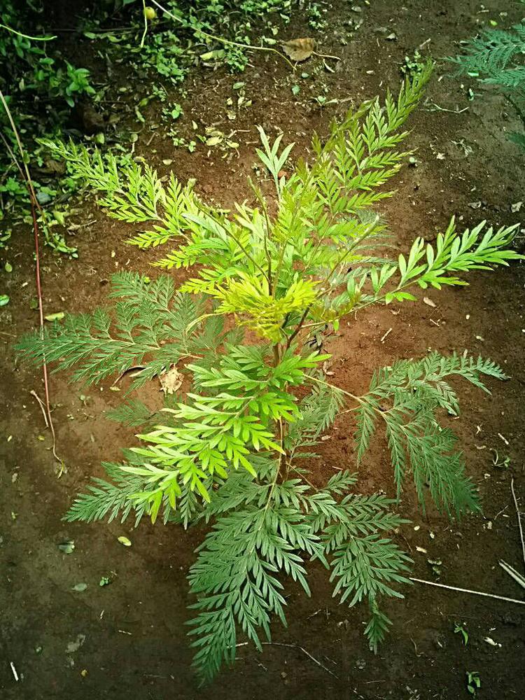 tree image