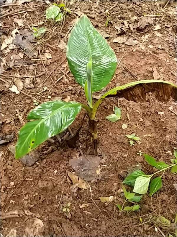 tree image