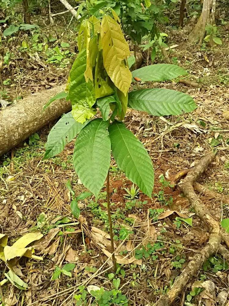 tree image