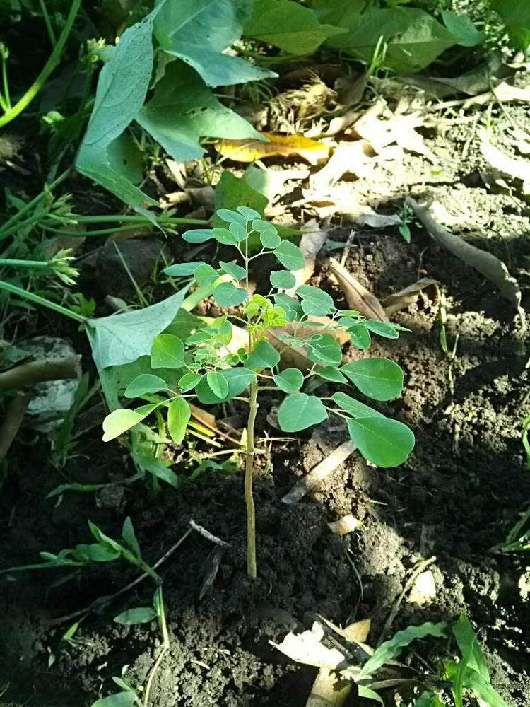tree image
