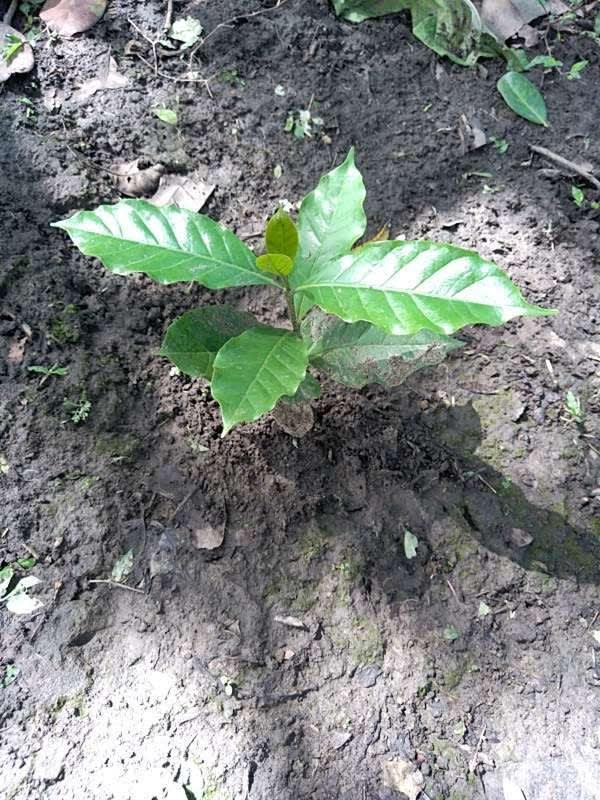 tree image