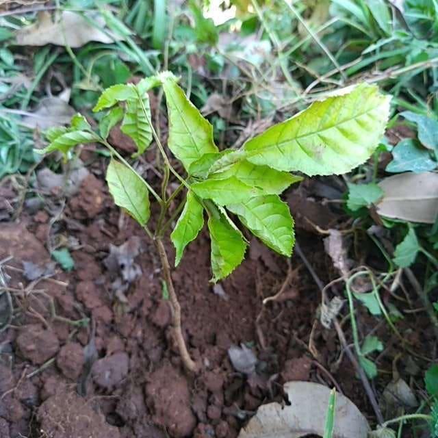 tree image
