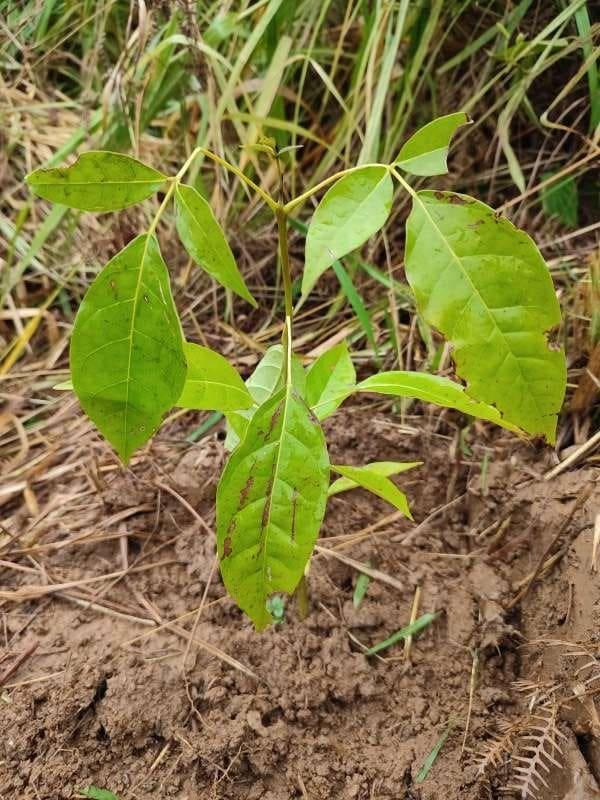 tree image