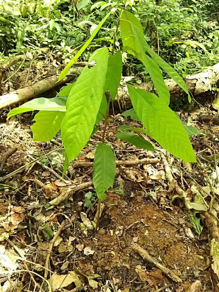 tree image