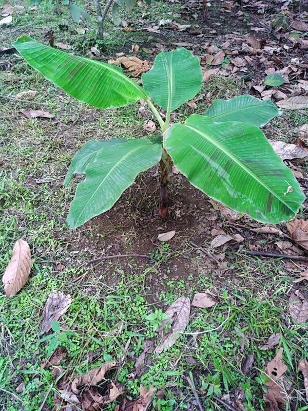tree image