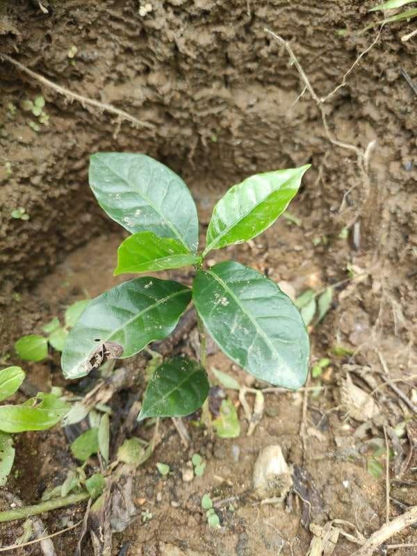 tree image
