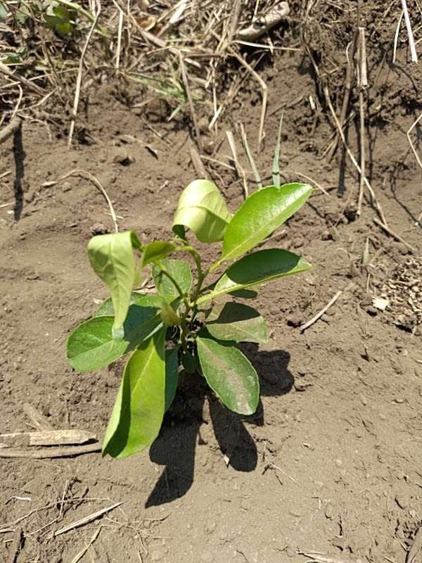 tree image