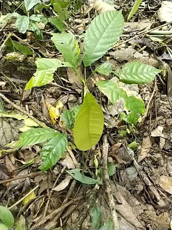 tree image