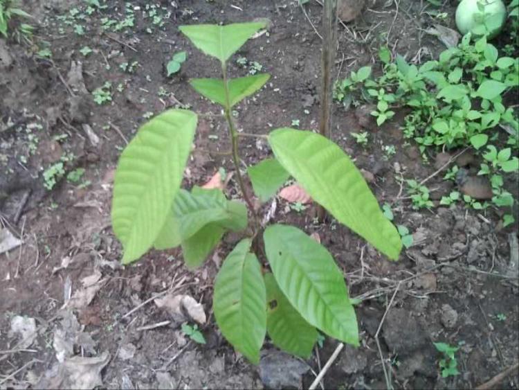 tree image