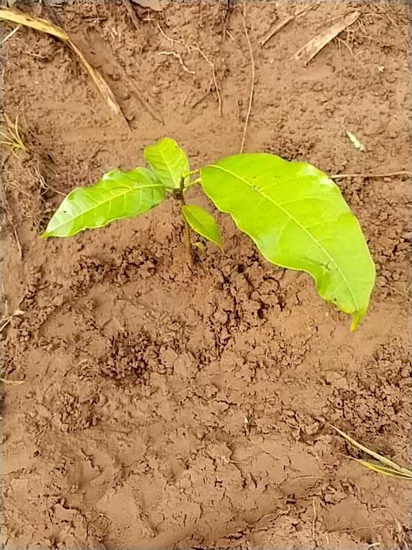 tree image