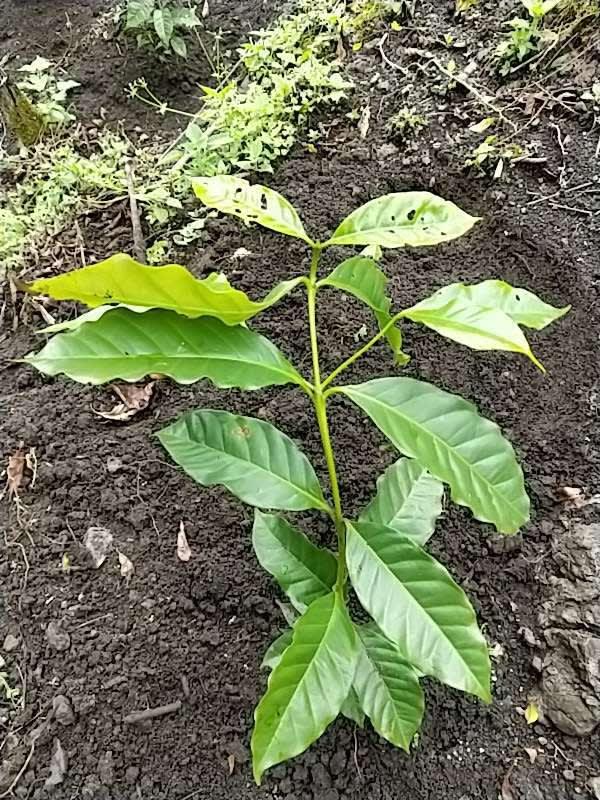 tree image