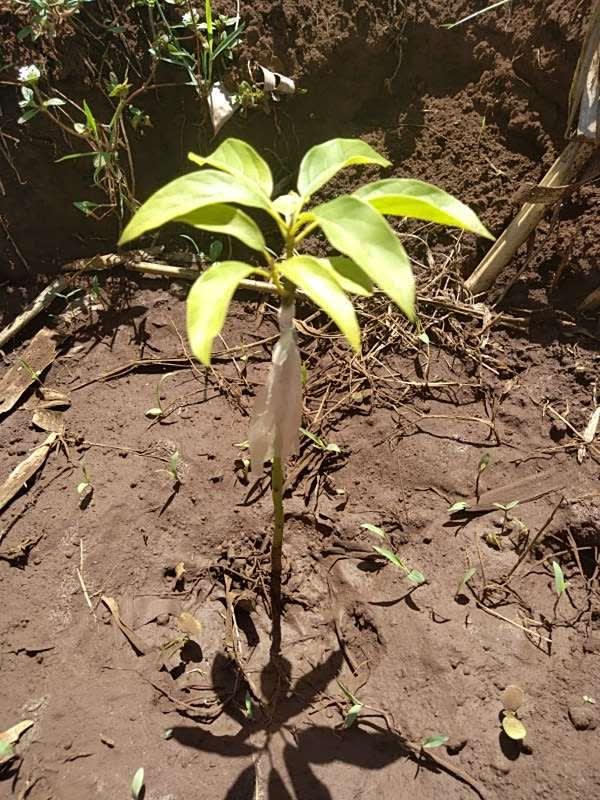 tree image