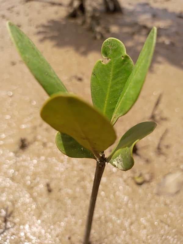 tree image