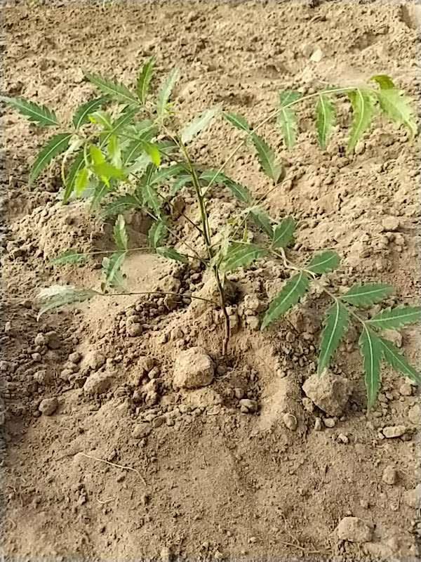 tree image