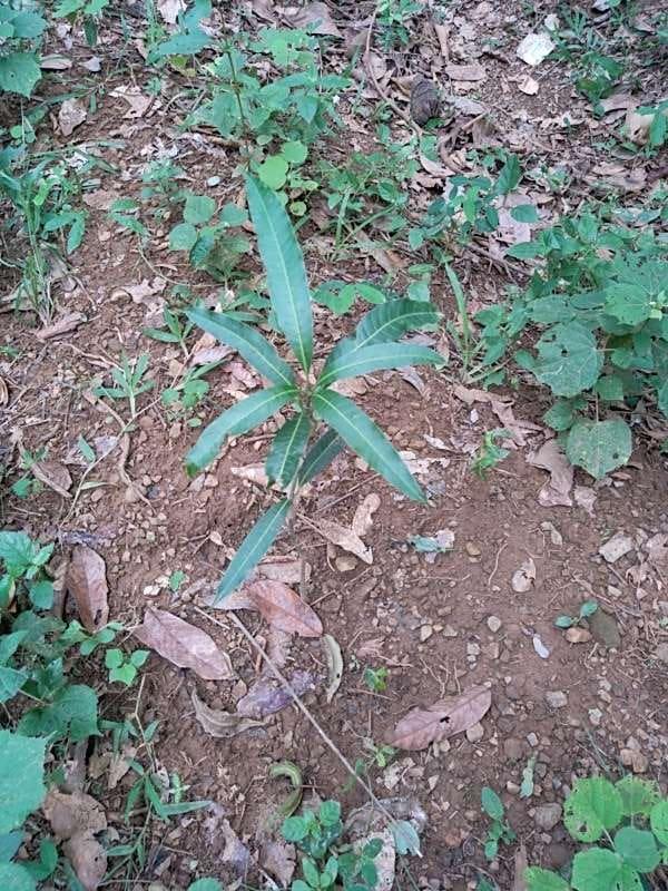 tree image