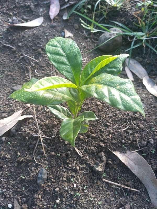 tree image