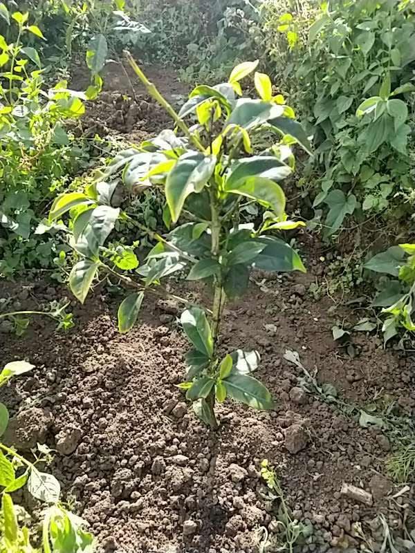 tree image
