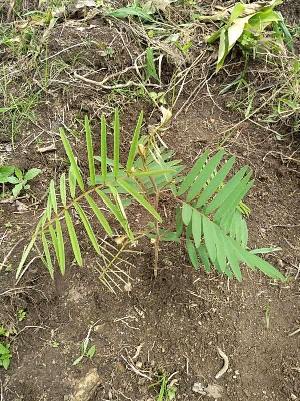 tree image