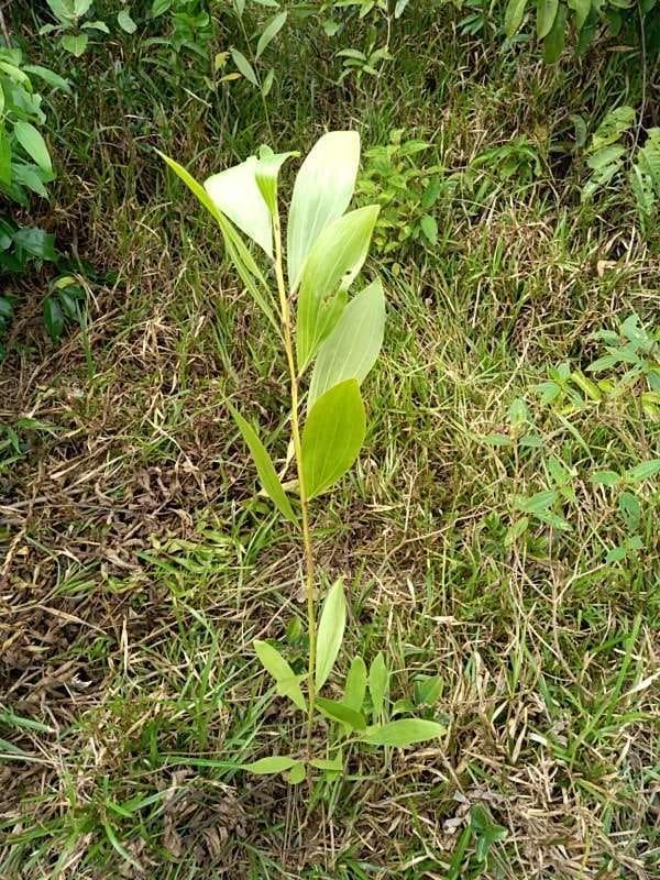 tree image